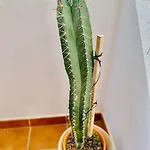 Casa Carol, Un Hogar Fuera De Casa.